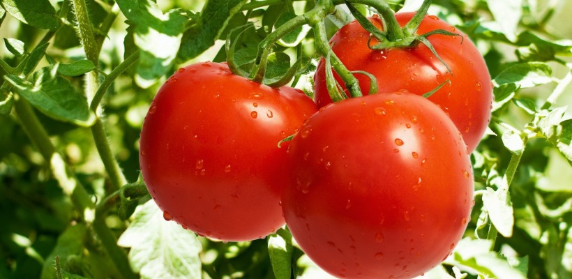 Pomidor - bomba zdrowia